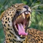 पौड़ी: चौबट्टाखाल में गुलदार का खौफनाक हमला, किचन की देहली से 4 साल की मासूम को उठा ले गया आदमखोर।