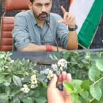 देहरादून जिला प्रशासन की पहल,दून बासमती के बाद अब चमकेगी ब्लूबेरी देहरादून में पायलट प्रोजेक्ट के तहत 10 किसानों से शुरुआत